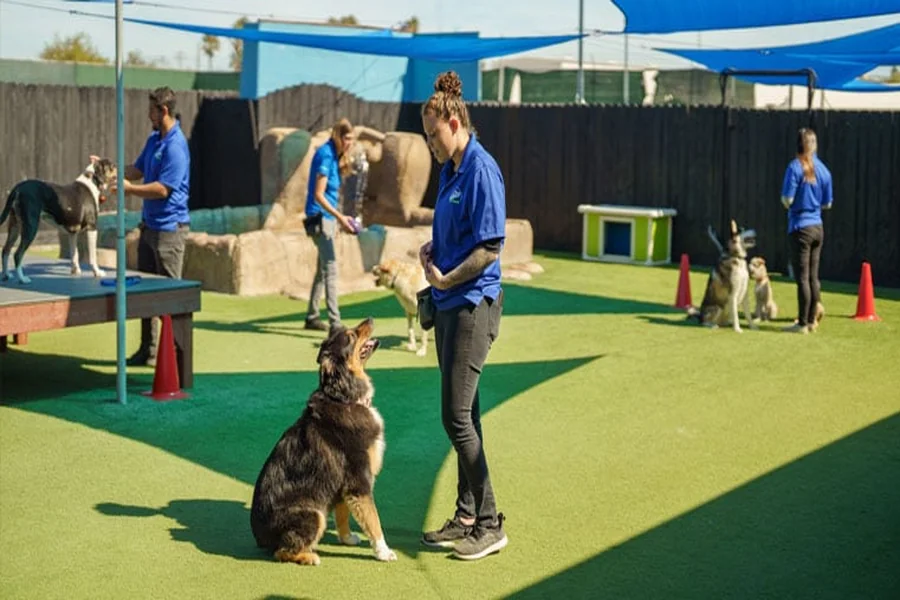 Dog Training San Diego: Everything You Need to Know