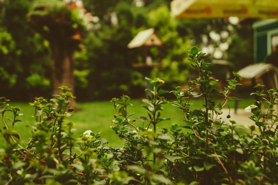 Greener