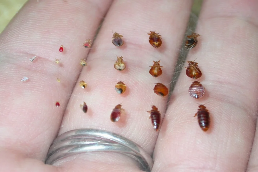 bed bug infestations