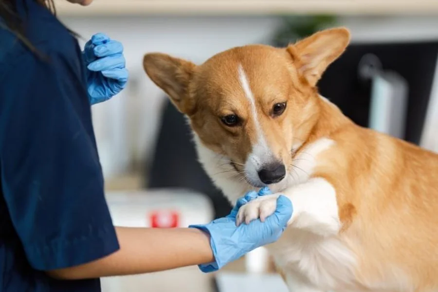 7 Signs That Your Dog Needs Additional Health Support