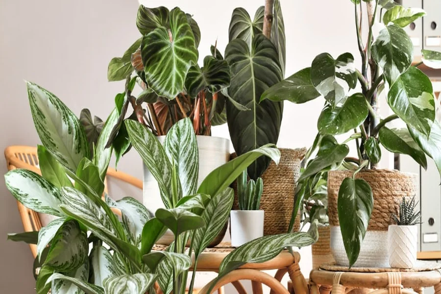 What Should Businesses in Cincinnati Know Before a Plant Upgrade