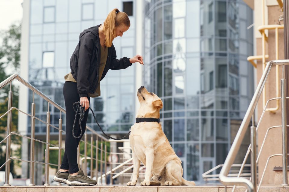 7 Standards You Expect From Luxury Pet Boarding