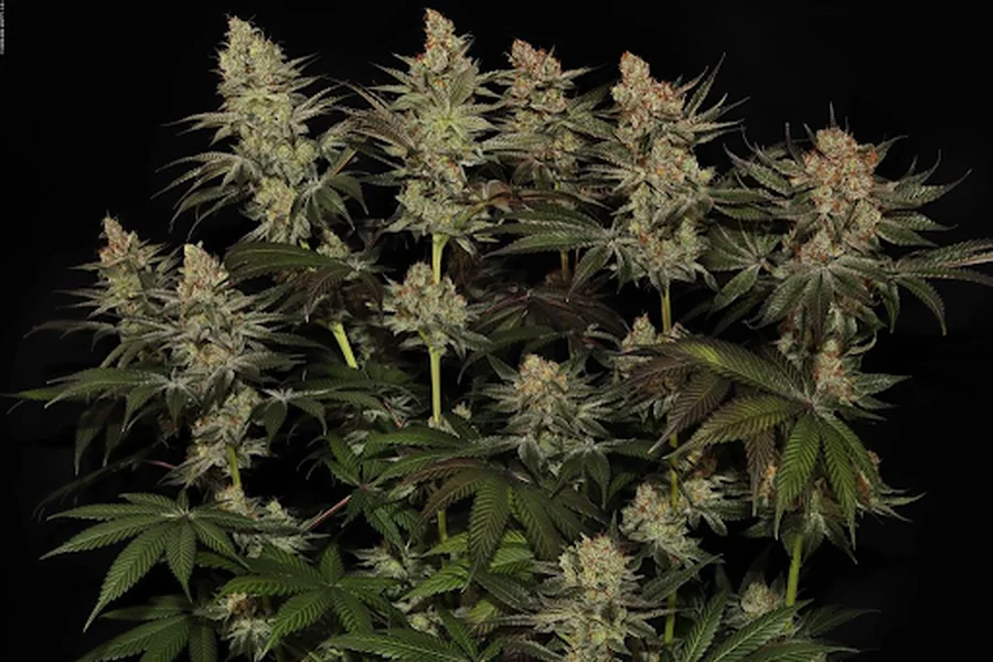 Cannabis