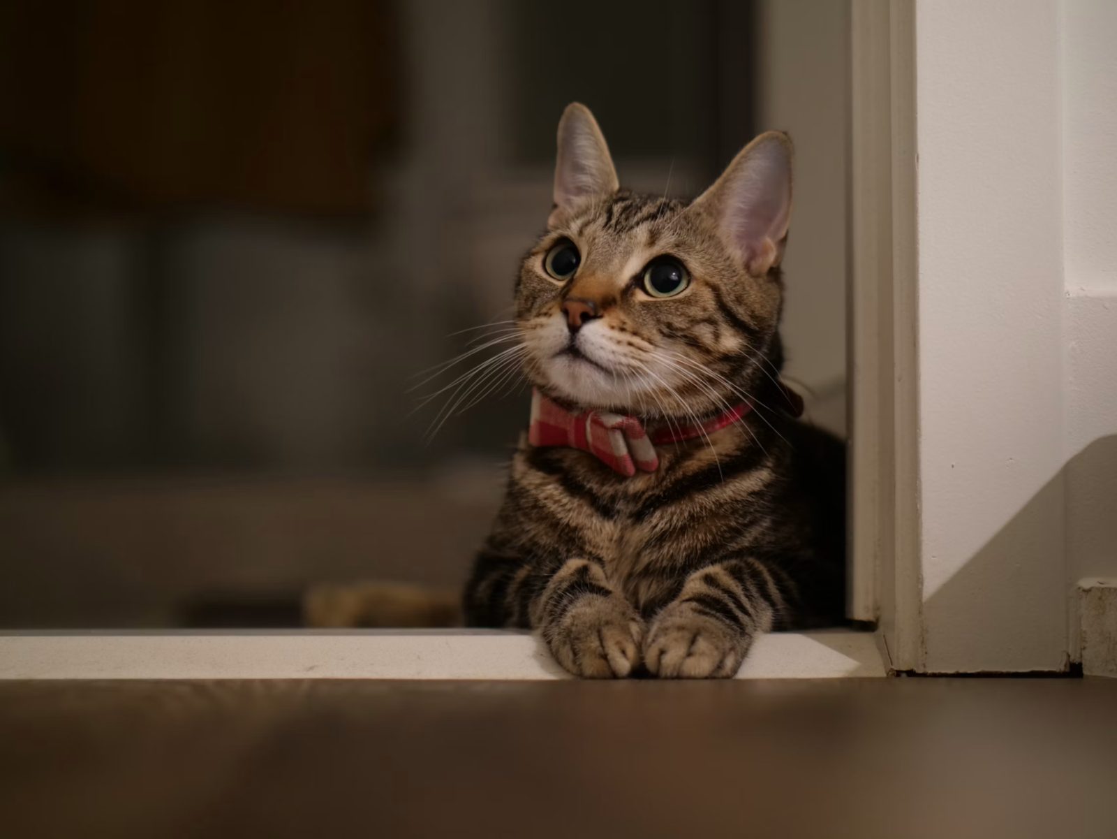 Create Pet